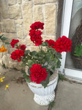 Large red geranium bush